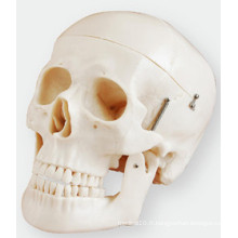 La simulation de modèle de crâne se compose de trois parties de la taille de vie